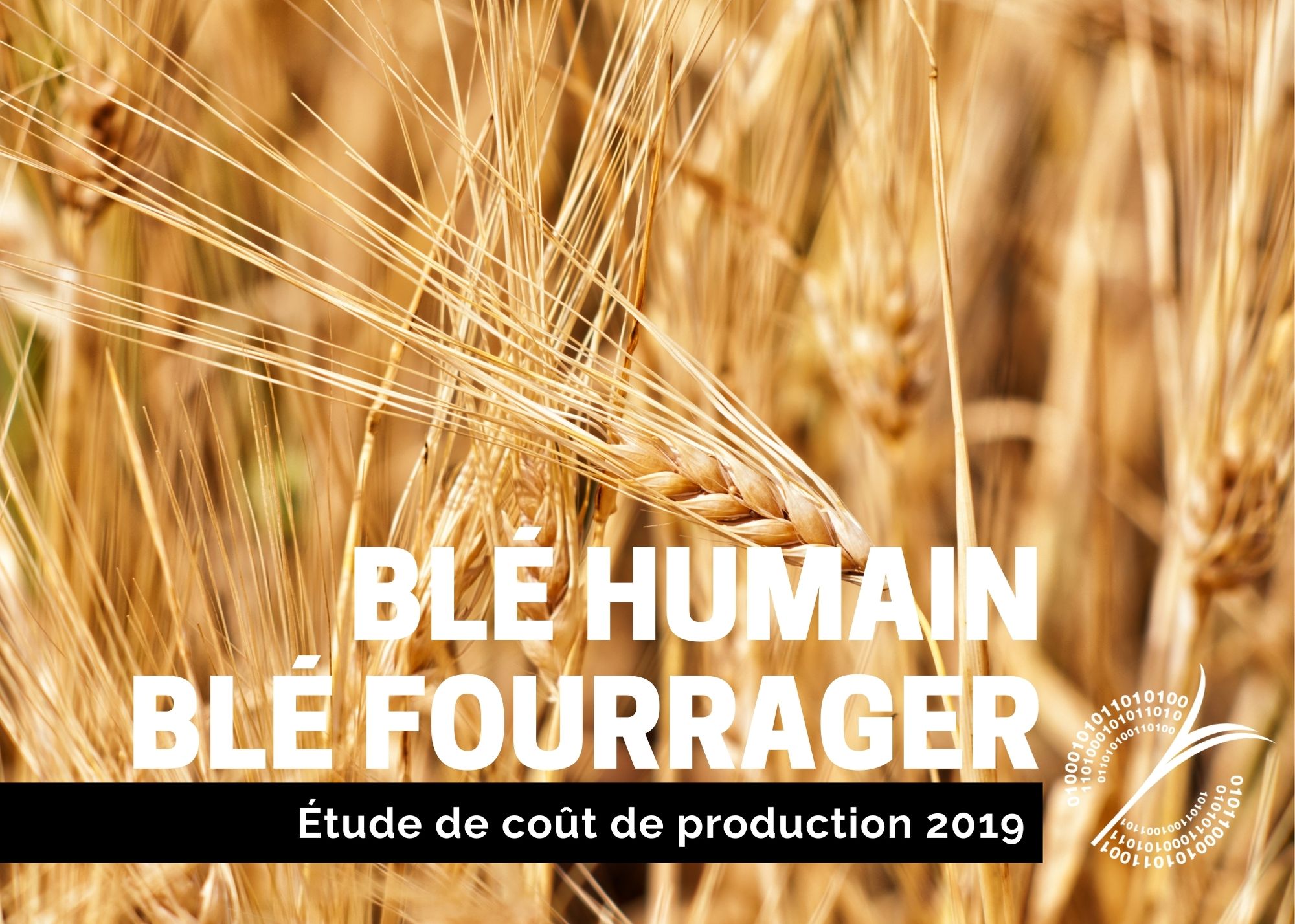 Études de coûts de production : SOMMAIRE DU COÛT DE PRODUCTION DU BLÉ - 2019
